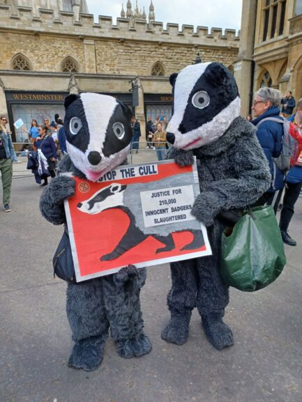 badgers seen in London