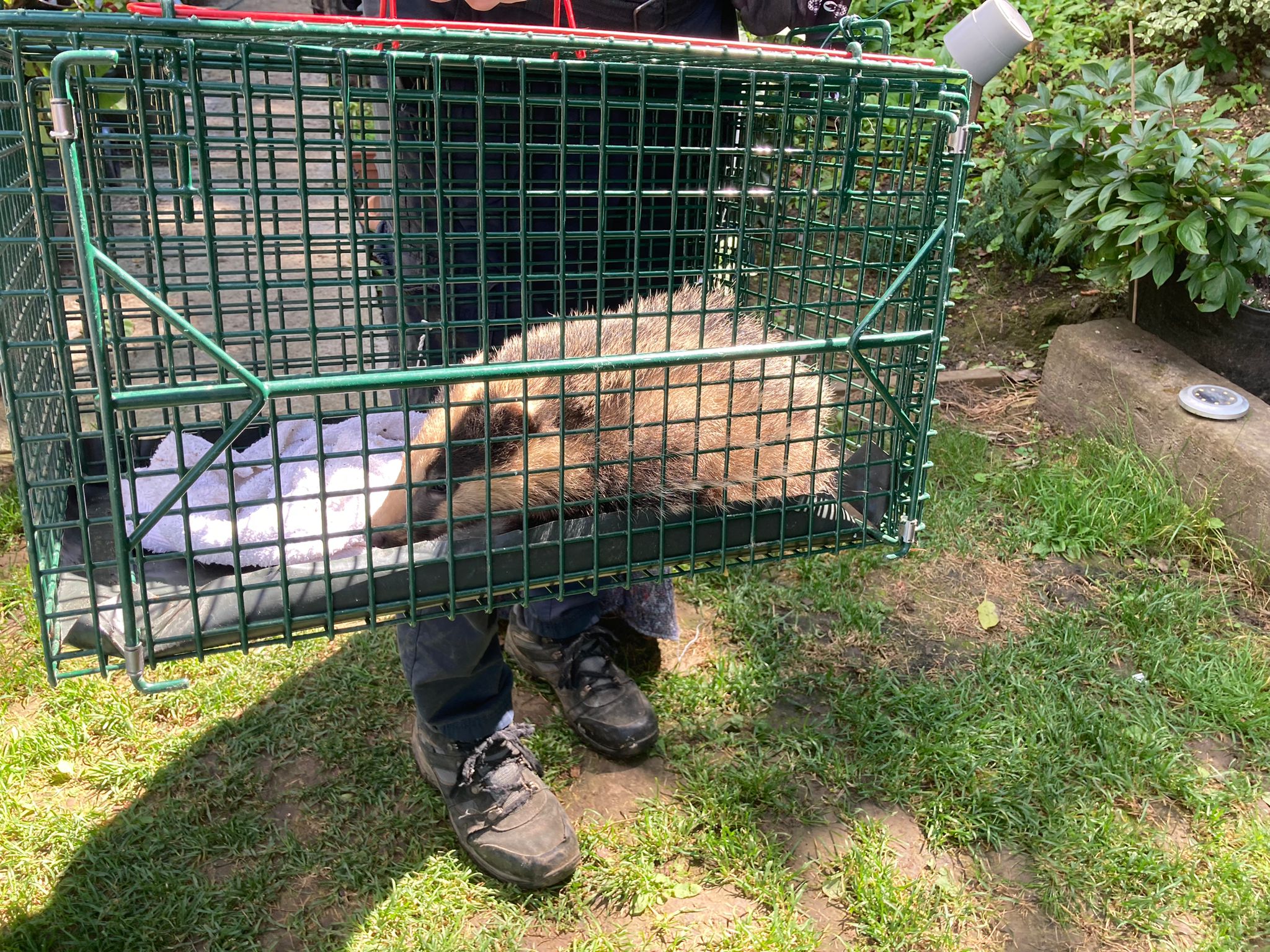 badger in crate1